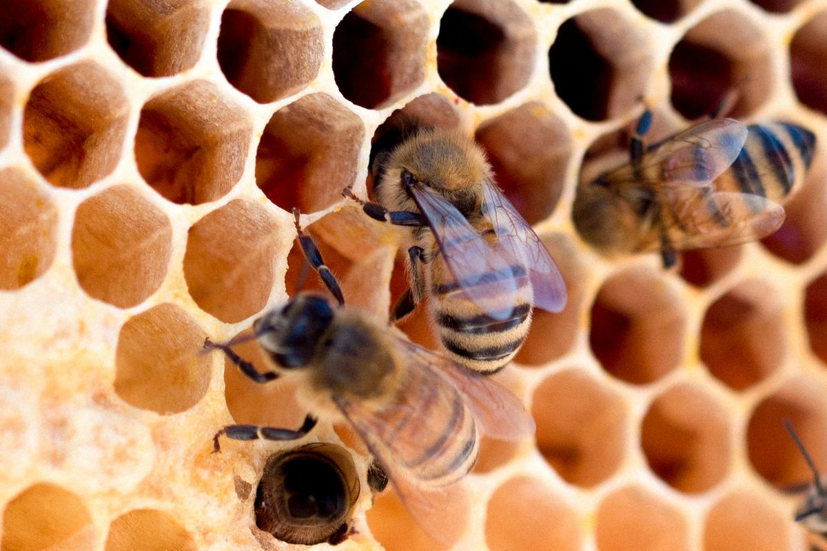 Bees in honey comb