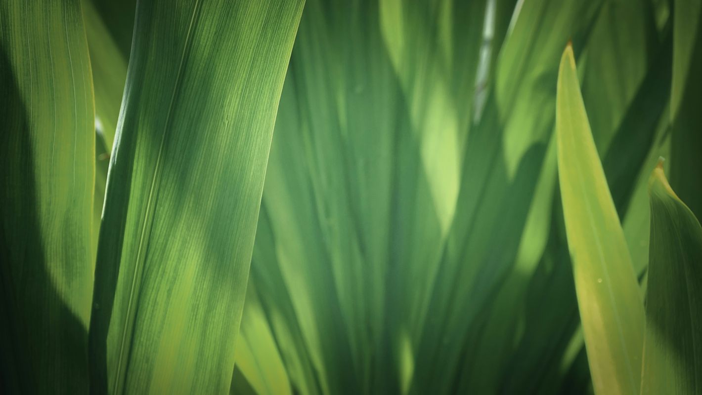 Grass close-up