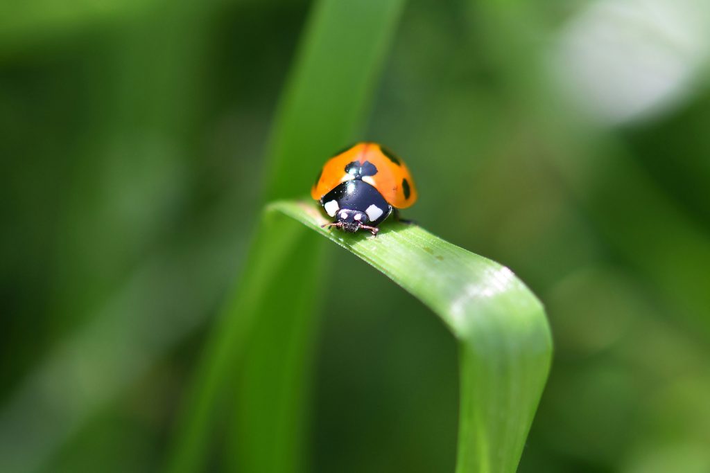 Wilding Your Garden: The launch of The Green House seed bank helping the community to nurture nature in their gardens.