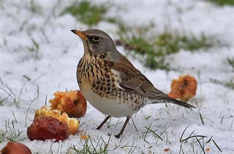 Photo of a thrush