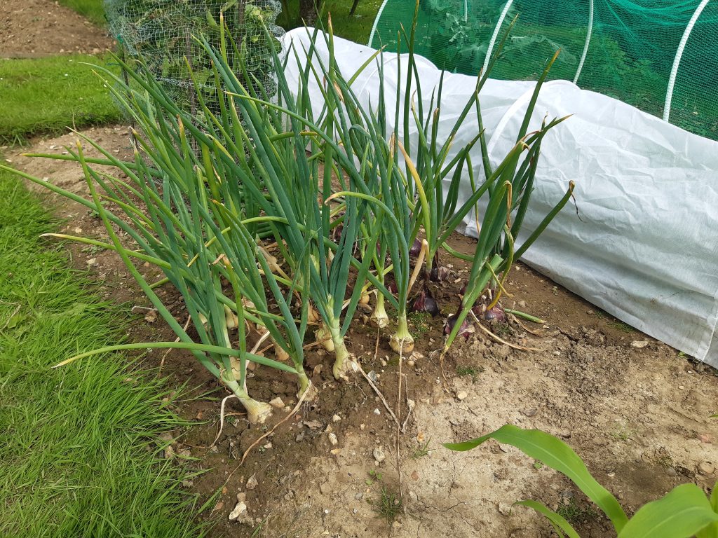 Photo of some of the produce produced at Growing Roots