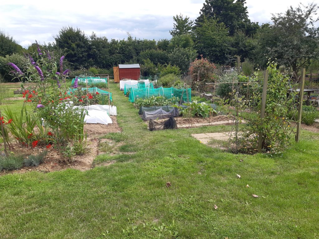 Photo of allotment used by Growing Roots