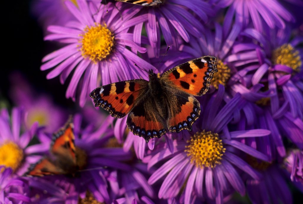 Photo of butterfly on purple flowers