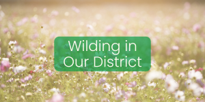 Wilding Our District Logo