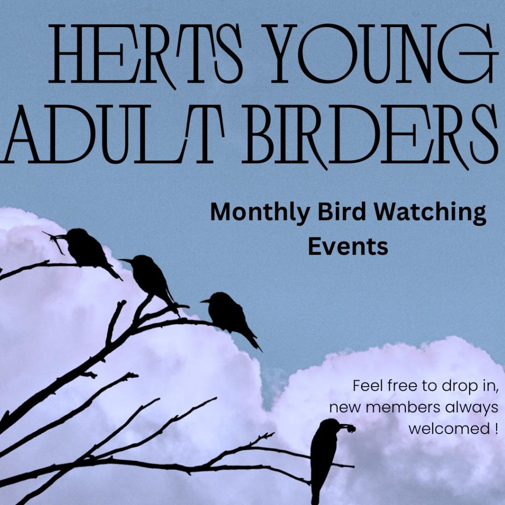 Herts Young Adult Birders